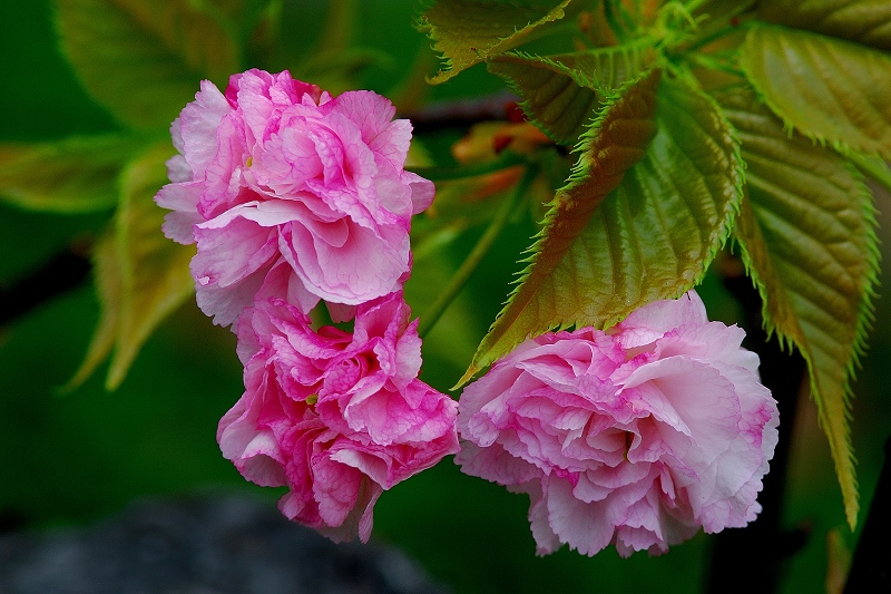 重瓣樱花