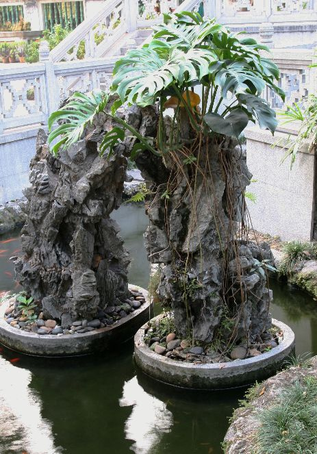 盘景
