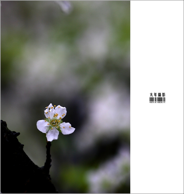 李花带雨