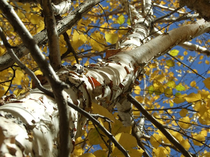 【白桦树摄影图片】新疆新源生态摄影