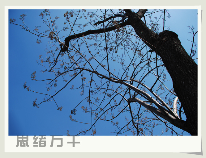 【思绪万千的冬树摄影图片】大连生态摄影_=