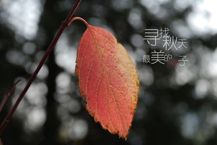 寻找秋天最美的叶子图片
