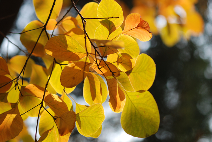 【寻找秋天最美的叶子摄影图片】青年湖公园,
