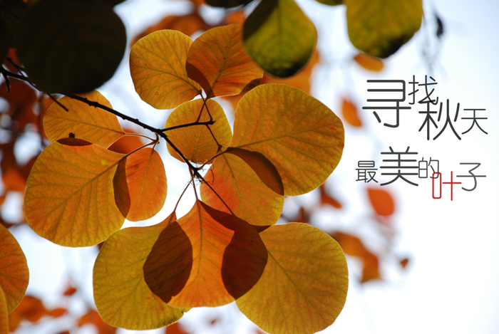 寻找秋天最美的叶子图片