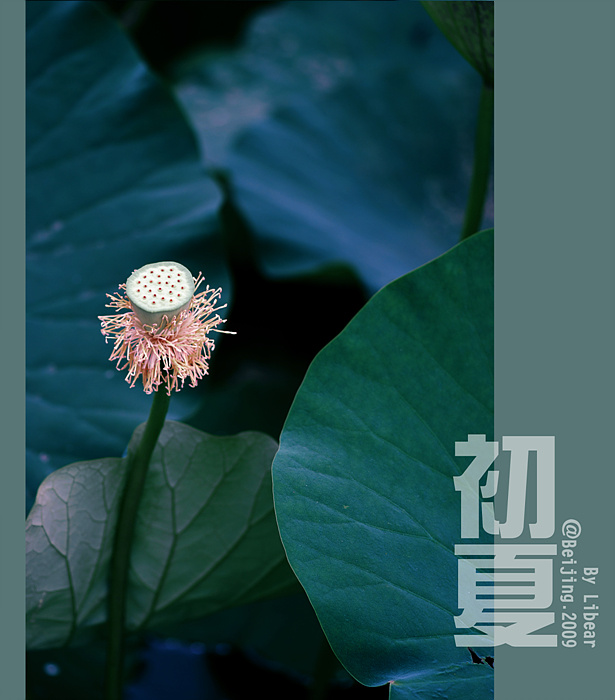 随意心自在,莲花处处开 (共p)