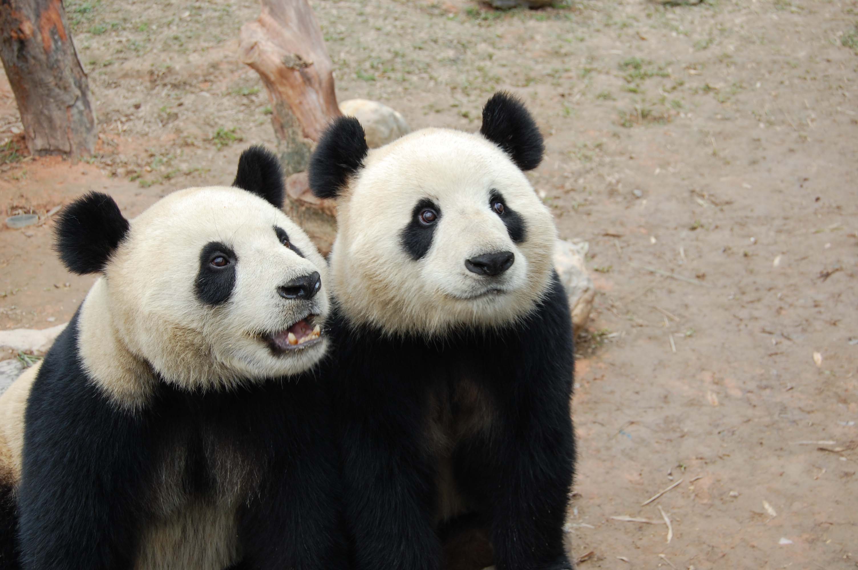 【香江野生动物园之超可爱大熊猫摄影图片】香
