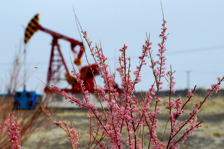 【克拉玛依油田组照摄影图片】克拉玛依生态摄