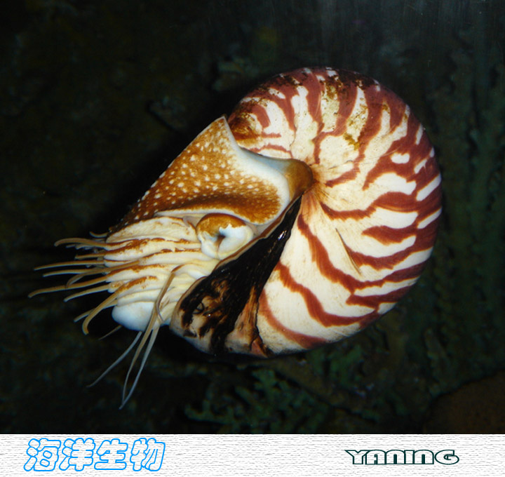 海洋生物