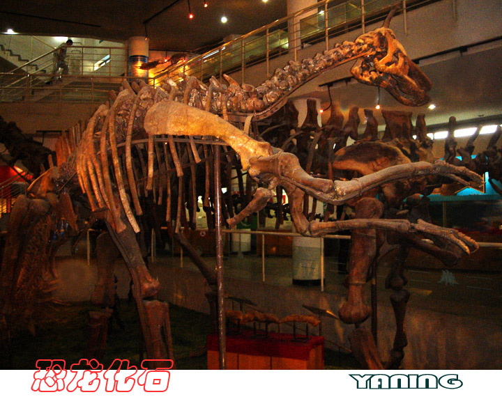 【恐龙化石摄影图片】国家古生物博物馆其他摄
