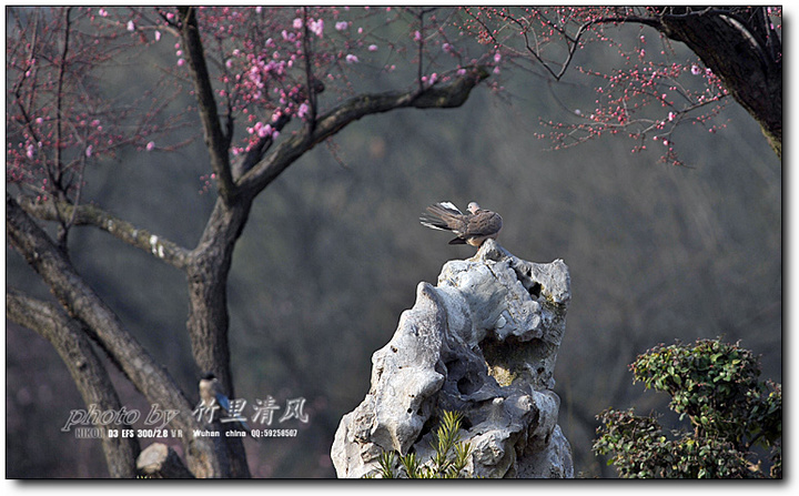 【锦珠斑鸠摄影图片】武汉东湖生态摄影_竹里