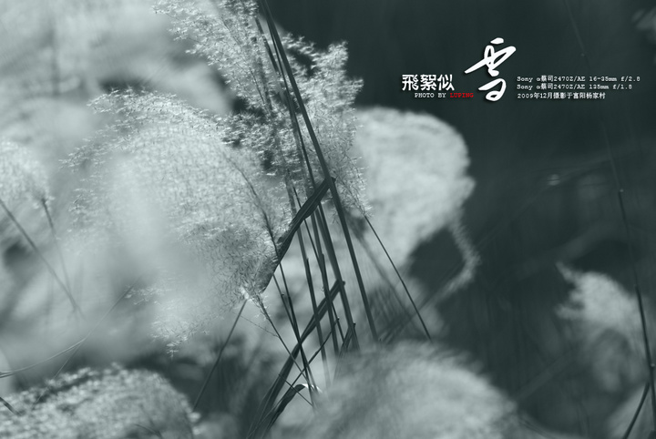 飞絮似雪