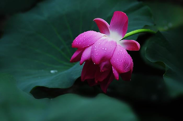 风吹雨打荷更娇