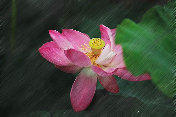 风吹雨打荷更娇