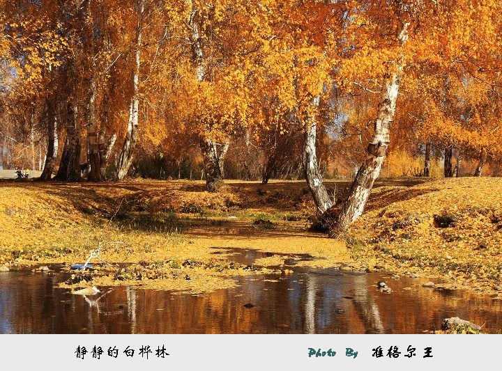 静静的白桦林