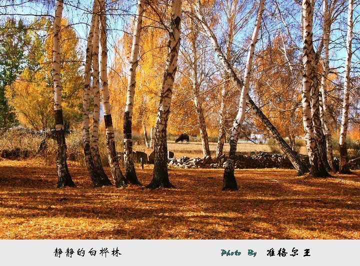 静静的白桦林