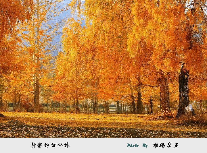 静静的白桦林