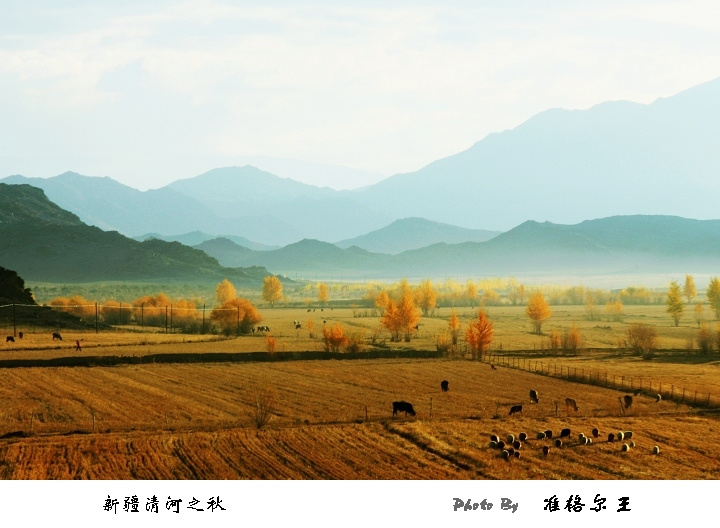 【清河之秋摄影图片】新疆清河县风光旅游摄影