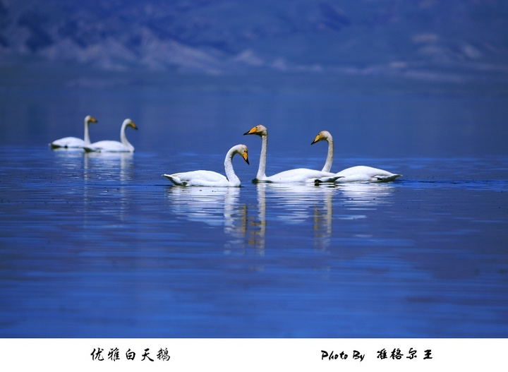 【赛里木湖白天鹅摄影图片】塞里木湖风光摄影