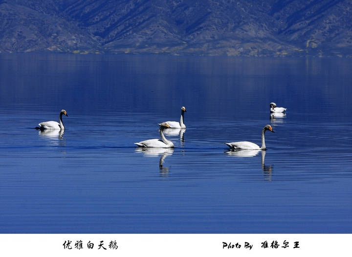 【赛里木湖白天鹅摄影图片】塞里木湖风光摄影