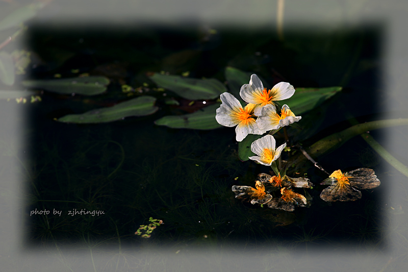 水中花