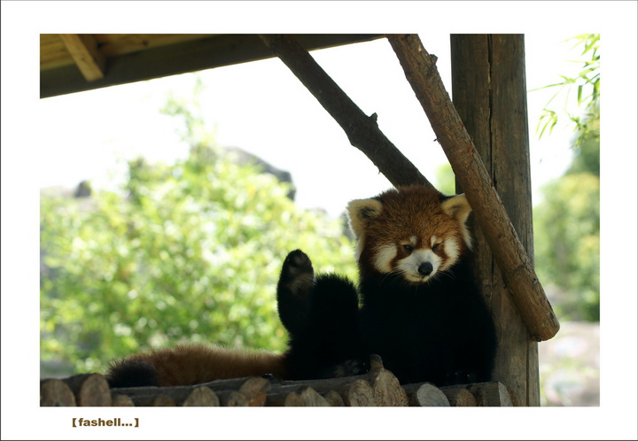 【【杭州野生动物园】摄影图片】杭州生态摄影