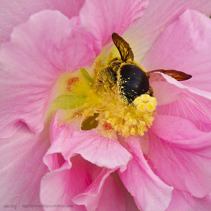 蜜蜂与花