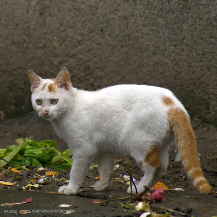 【雨天的流浪猫摄影图片】绍兴农村纪实摄影_太平洋电脑网摄影部落