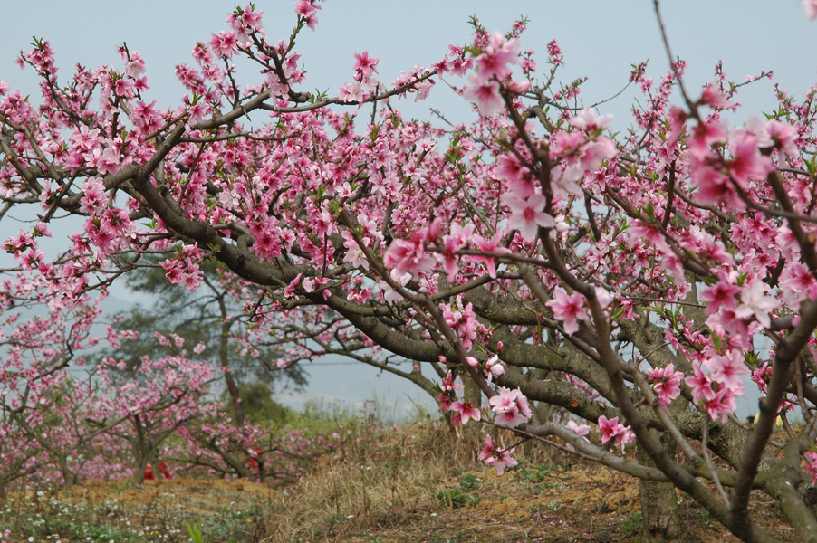 三月桃花艳