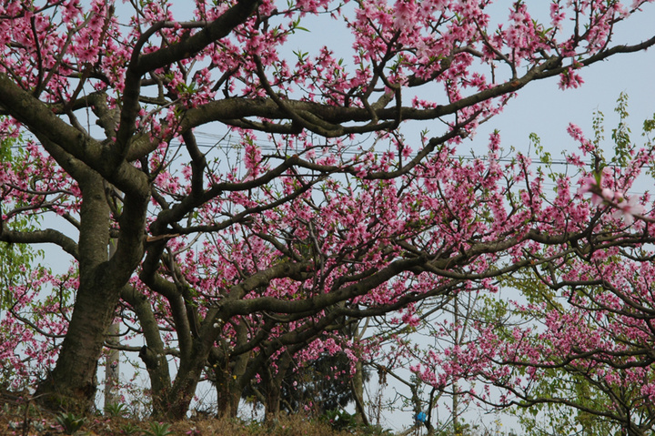 三月桃花艳