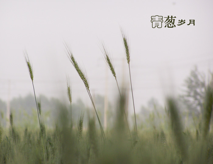 麦田守望者