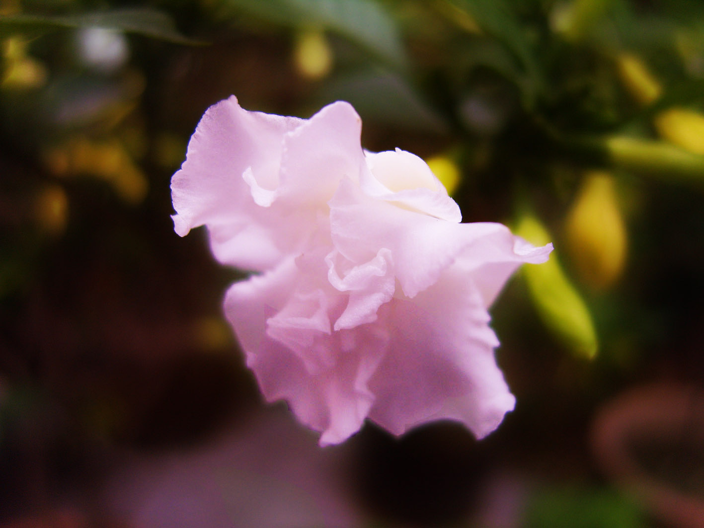 茉莉花