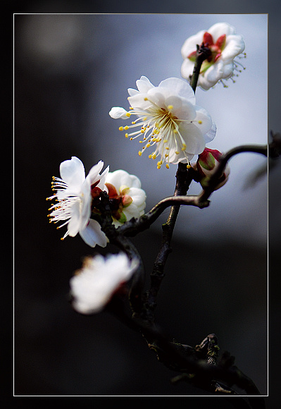 龙游玉蝶梅玉蝶梅 龙游梅1; 梅花珍品 黄香梅 有香味的梅花 梅花品种