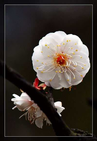 梅花珍品 黄香梅 有香味的梅花 梅花品种 品种梅花 数量有限