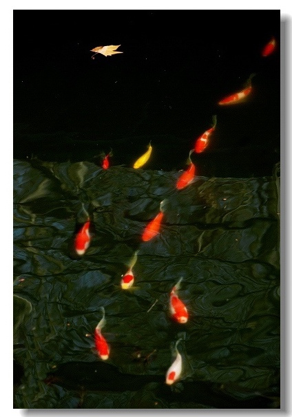 【游在池塘里的锦鲤摄影图片】解放公园生态摄