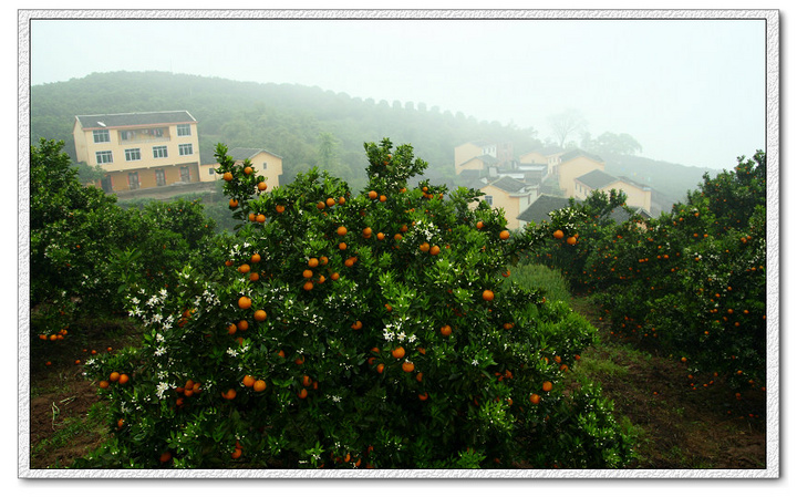 【奇观,柑橘花果飘香。摄影图片】重庆忠县风