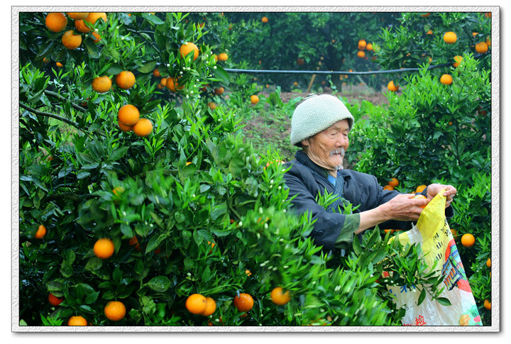 【奇观,柑橘花果飘香。摄影图片】重庆忠县风