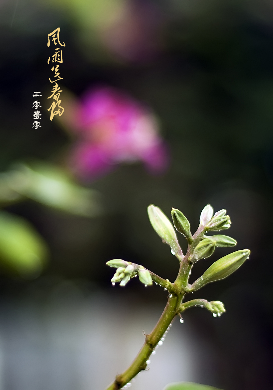 2010年第一场春雨