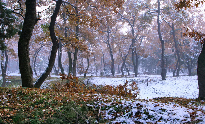 雪景--曲阜三孔 (共 12 p)