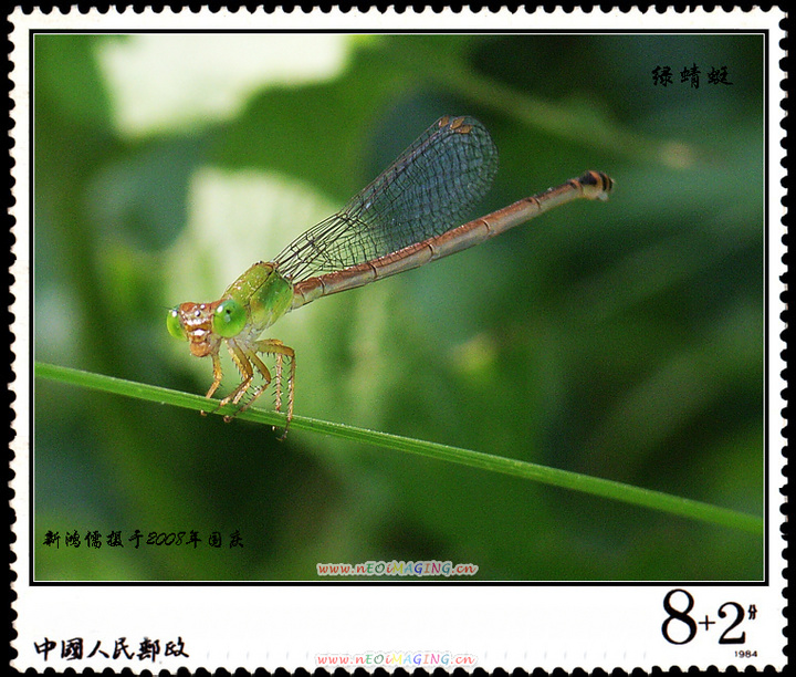 【绿蜻蜓-豆娘摄影图片】市郊生态摄影