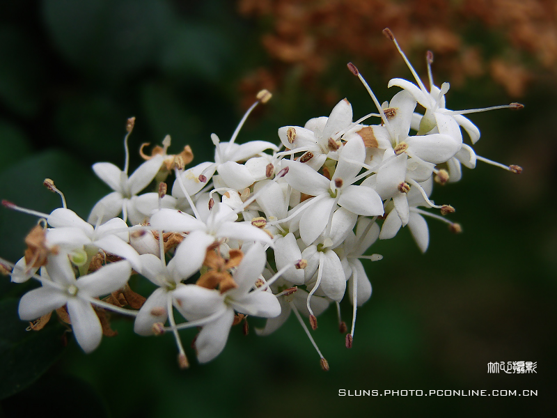 蚊子花