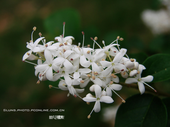 蚊子花