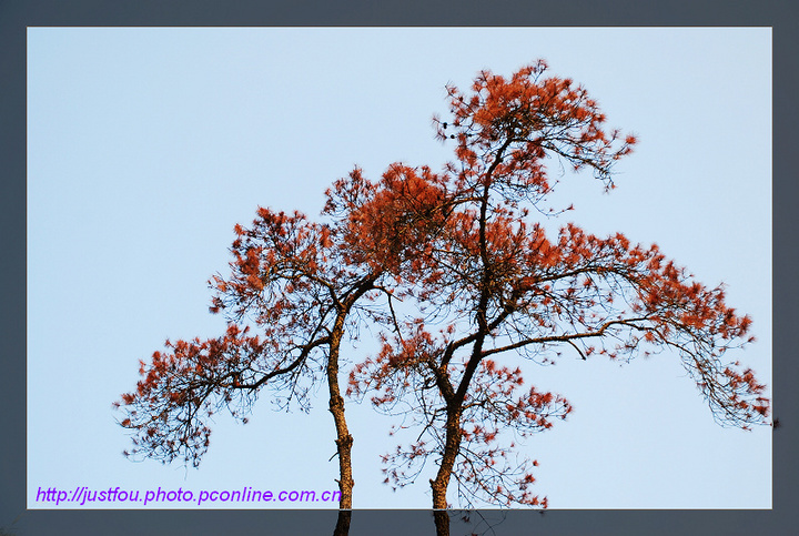 【红松树摄影图片】广州康大学院生态摄影