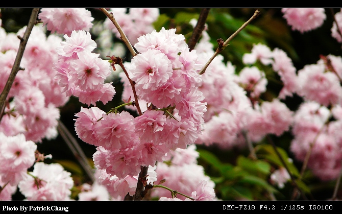 【广州雕塑公园樱花节摄影图片】广州雕塑公园