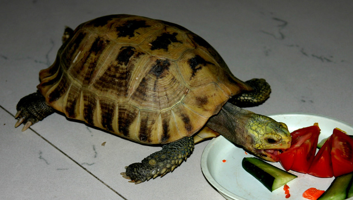【新来的缅甸陆龟摄影图片】客厅生态摄影