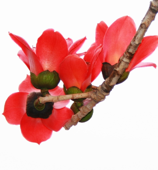木棉花