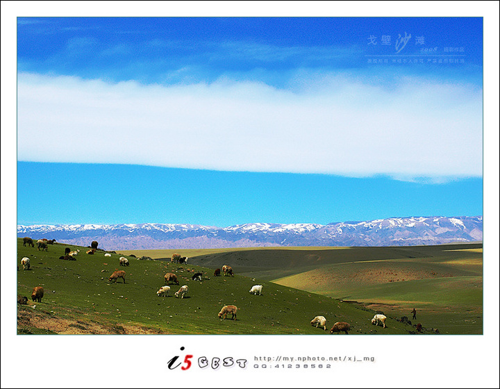 【风吹草低见牛羊摄影图片】新疆哈密巴里坤草原风光摄影_孟戈摄影