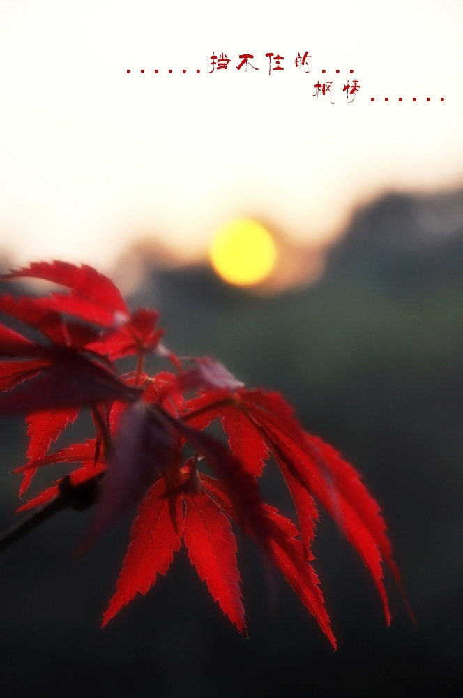 片片枫叶情