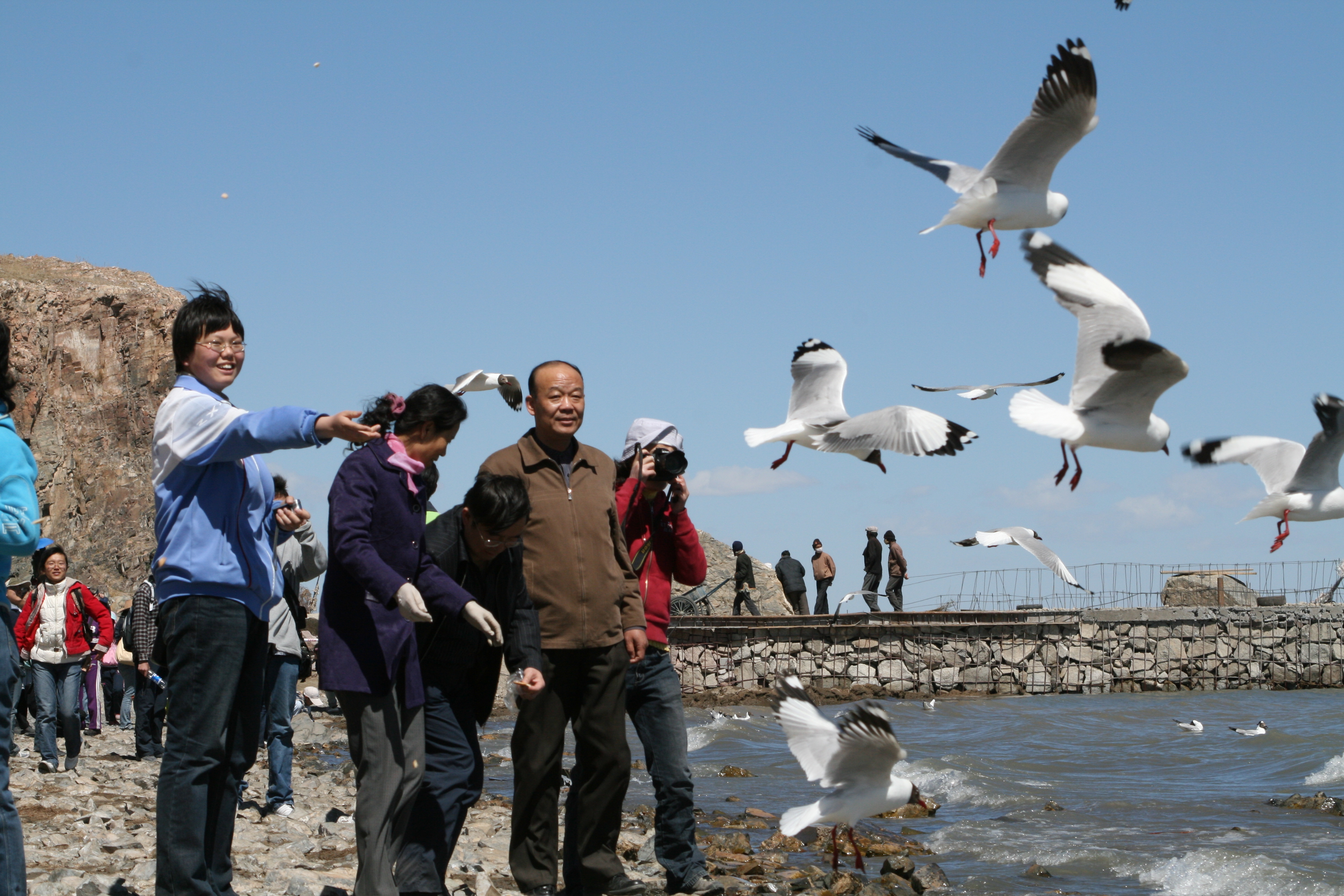 【青海湖鸟岛摄影图片】青海湖鸟岛风光旅游摄