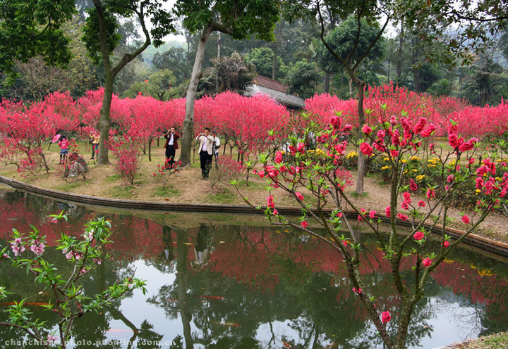 【桃花盛开的地方摄影图片】广州白云山桃花涧