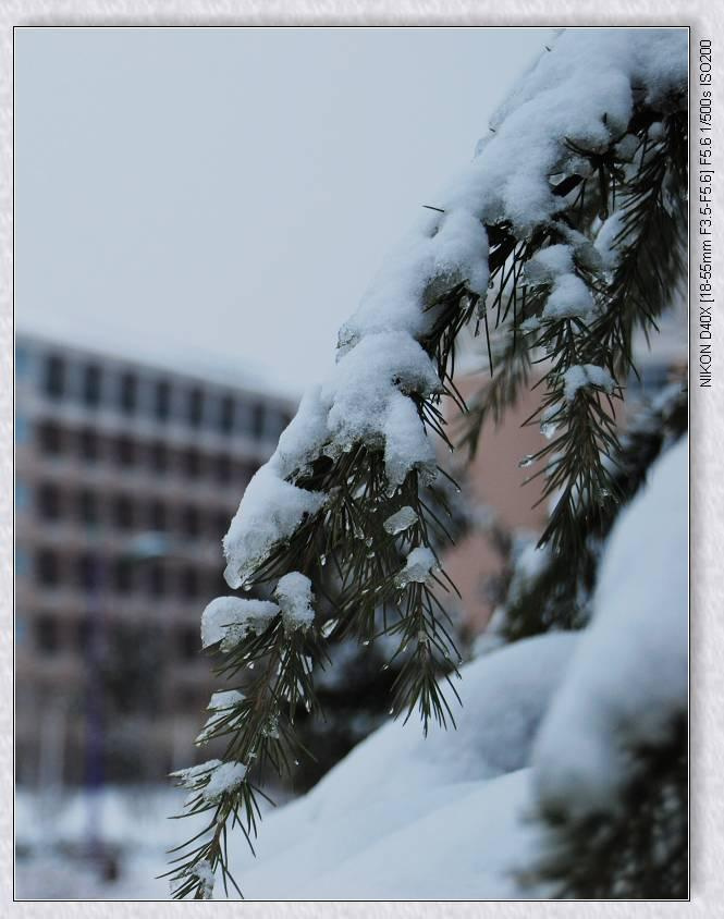 【校园雪景摄影图片】安徽财经大学校园生态摄